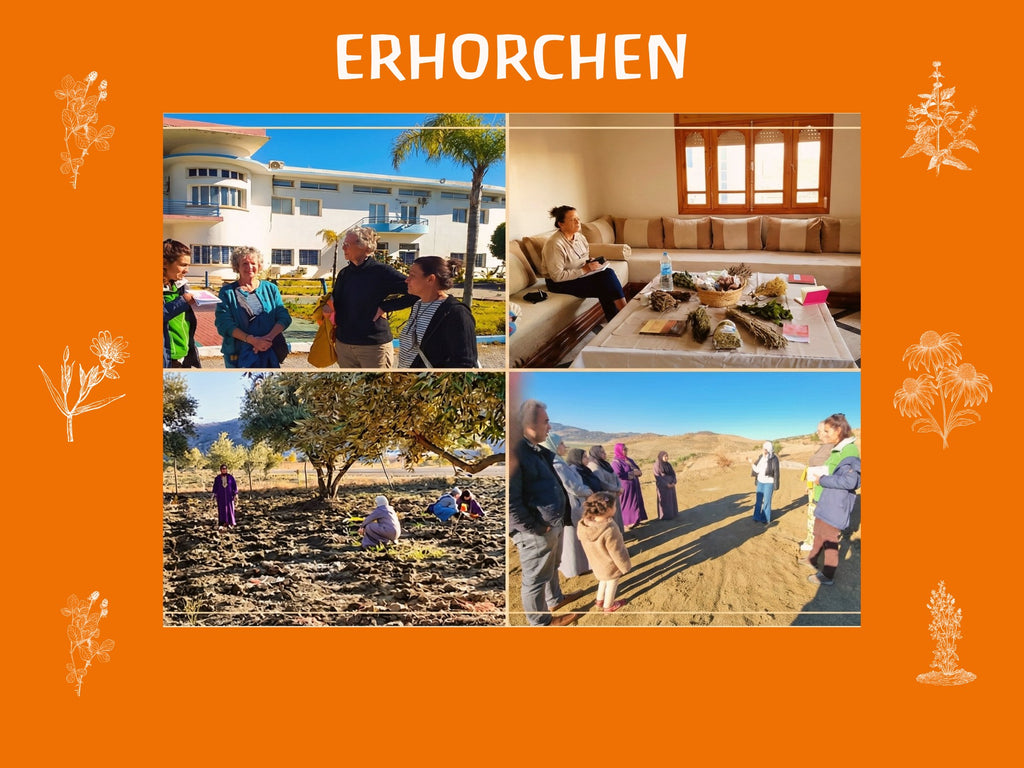 Heilpflanzen-Seminar & Kulturreise Fes (1 Woche)