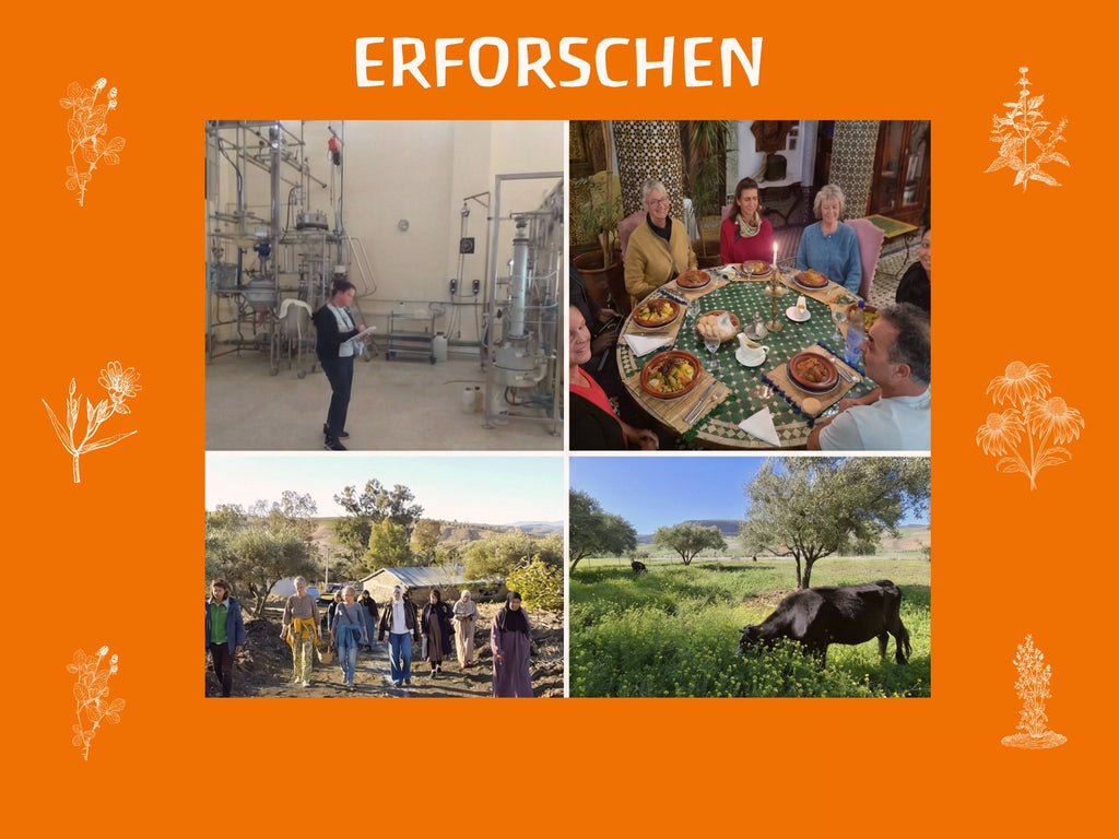 Heilpflanzen-Seminar & Kulturreise Fes (1 Woche)