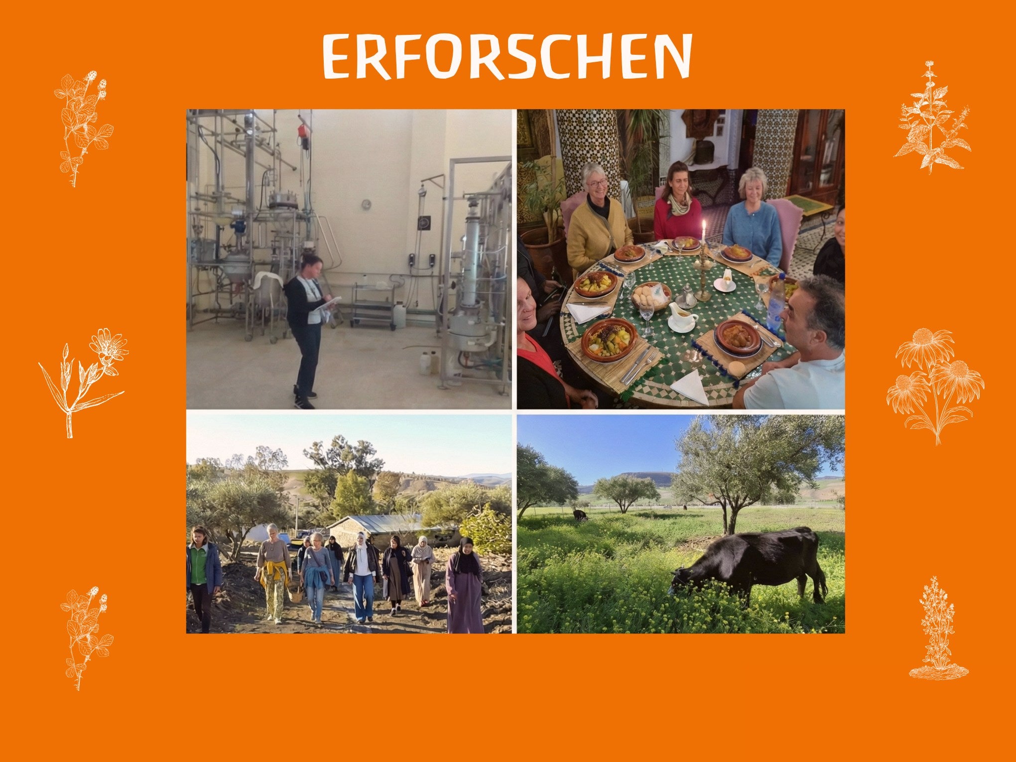 Heilpflanzen-Seminar & Kulturreise Fes (1 Woche)