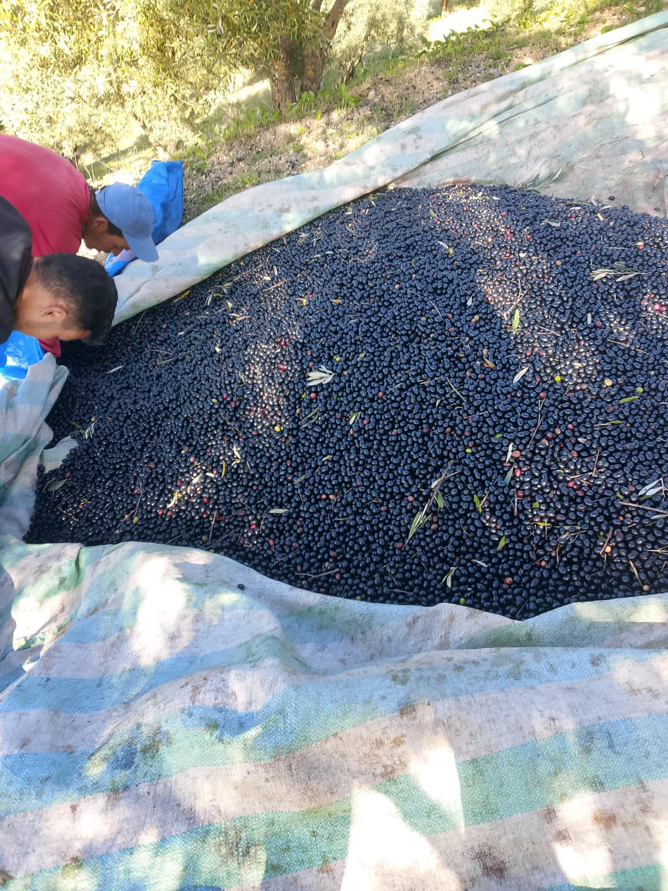 Premium Oliven Öl aus Ourtzagh, Marokko (75cl)