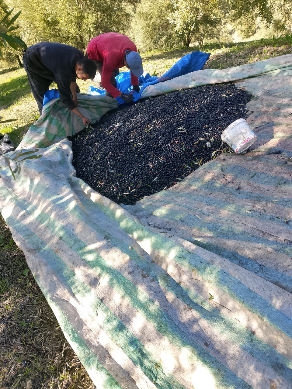 Premium Oliven Öl aus Ourtzagh, Marokko (75cl)