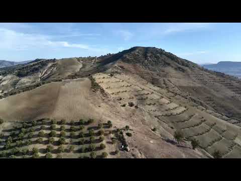 Premium Oliven Öl aus Ourtzagh, Marokko (75cl)